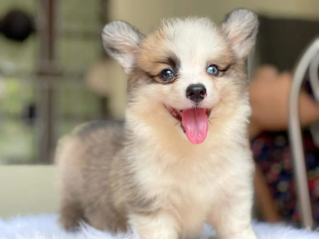 bán chó corgi hà nội - hình minh họa 1