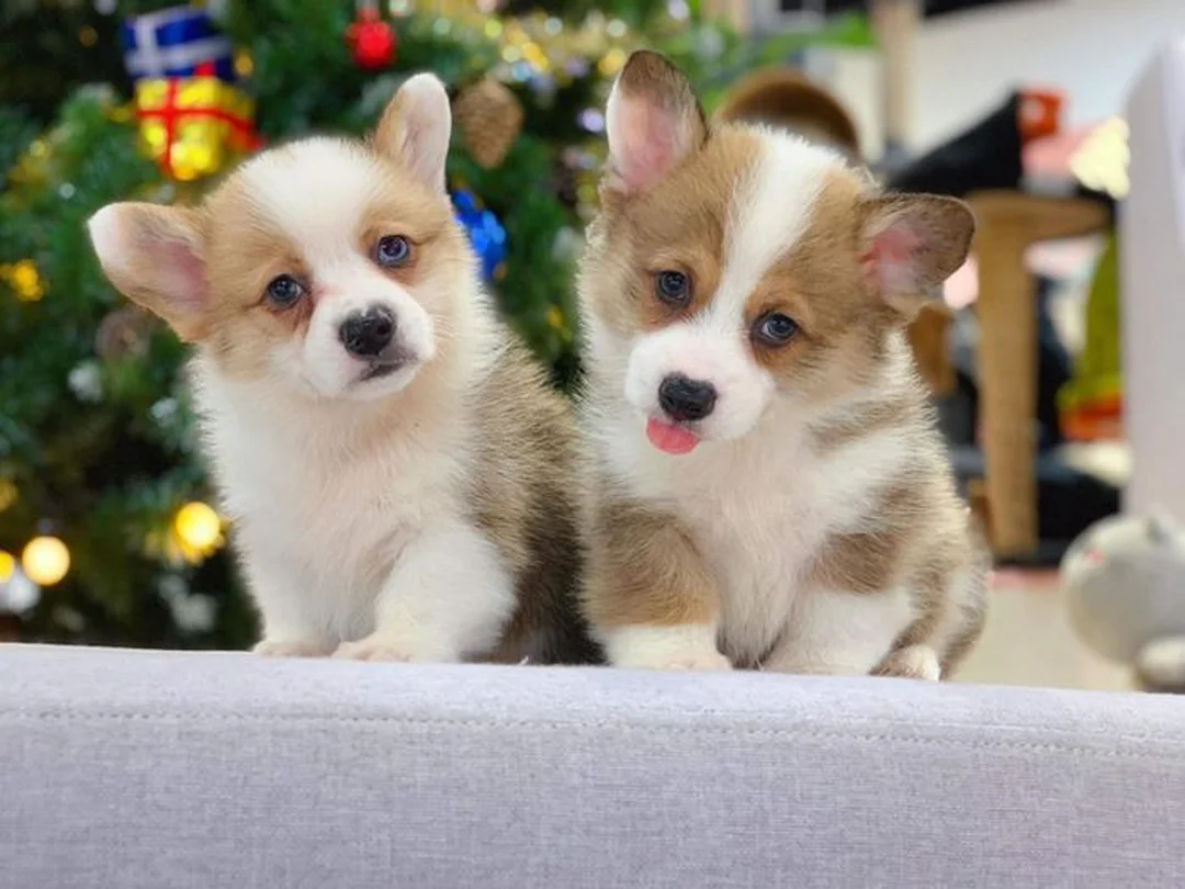 bán chó corgi hà nội với chó con được chăm sóc trong không gian sạch