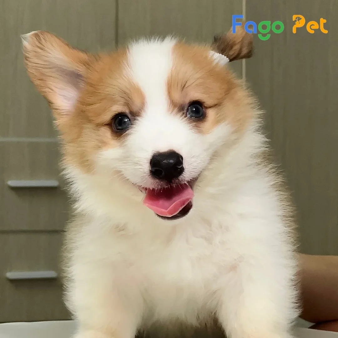 bán chó corgi lai từ tin rao cần so sánh kênh mua bán chó corgi lai từ tin rao cần so sánh kênh mua