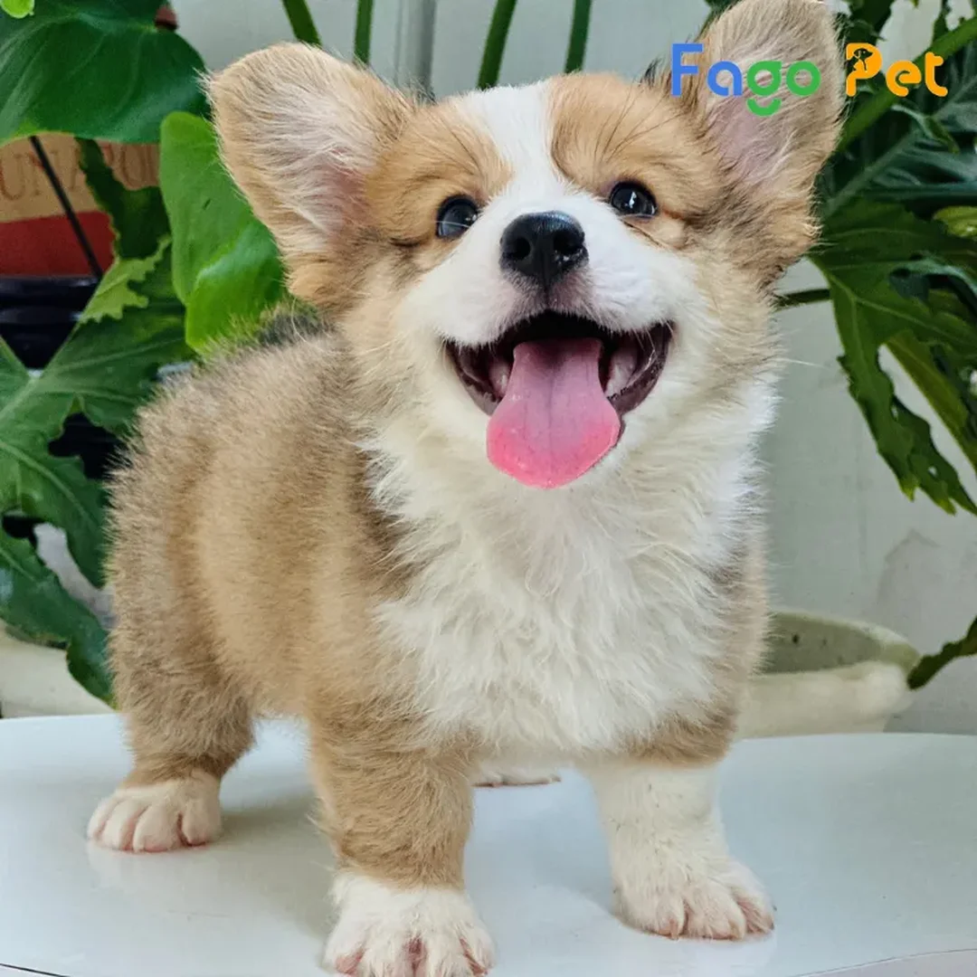 Chi phí nuôi chó Corgi thuần chủng trong 12 tháng đầu bán chó corgi thuần chủng cần tính chi phí nuôi năm đầu