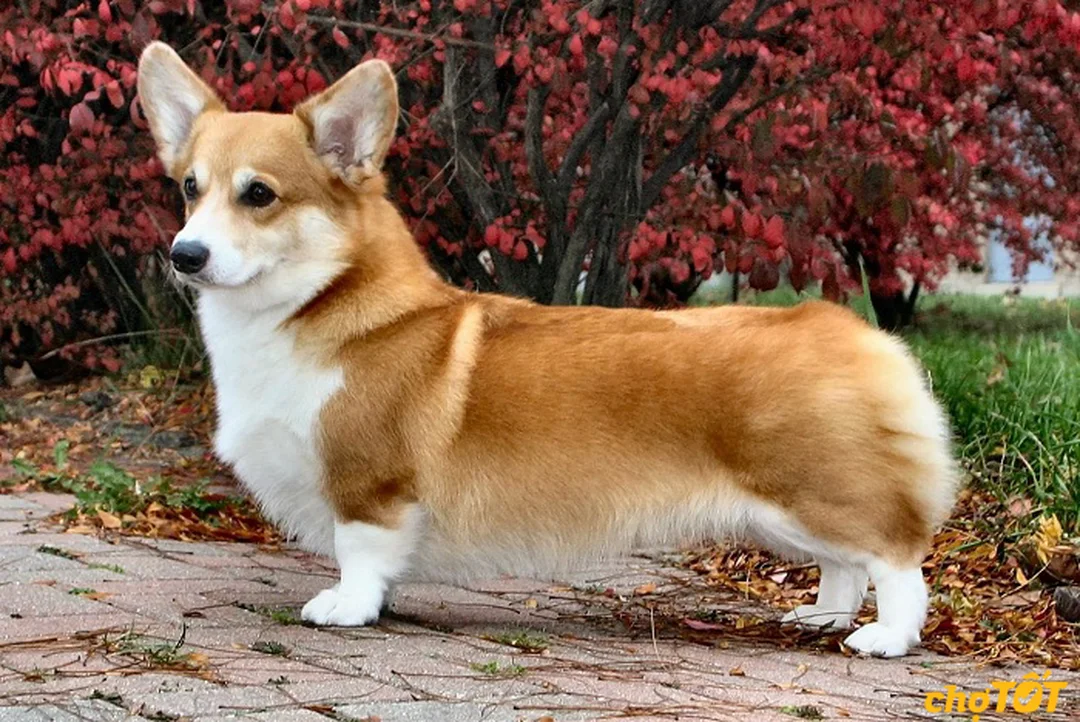 Bảng giá và đặc điểm chó Corgi thuần chủng 2026 bán chó corgi thuần chủng với bảng giá tham khảo 2026