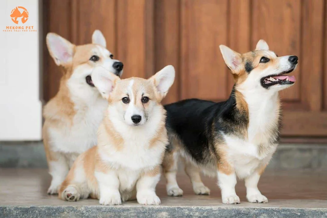 bán chó corgi tphcm màu đen trắng và vàng trắng được tìm mua nhiều