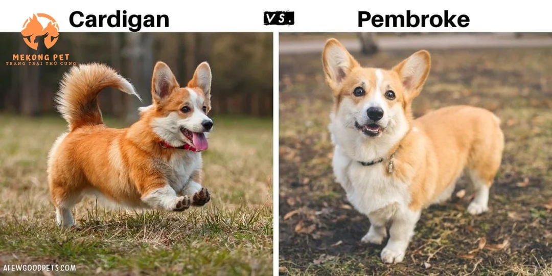 bán chó corgi tphcm trong dáng đứng dễ nhận biết dòng Pembroke