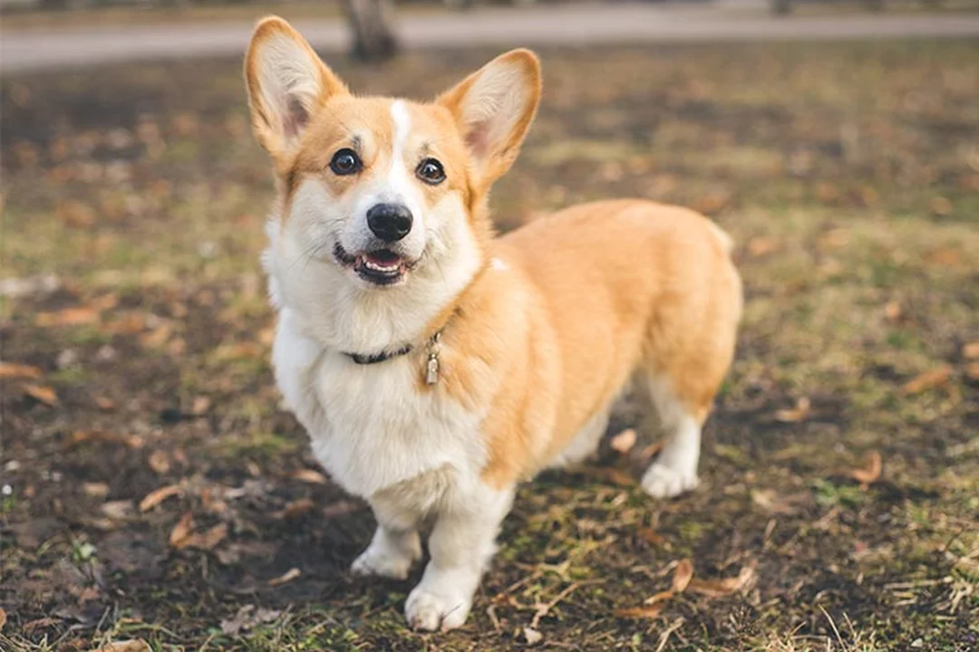Corgi Pembroke là dòng phổ biến trong bảng giá chó Corgi bảng giá chó corgi Pembroke đứng ngoài trời