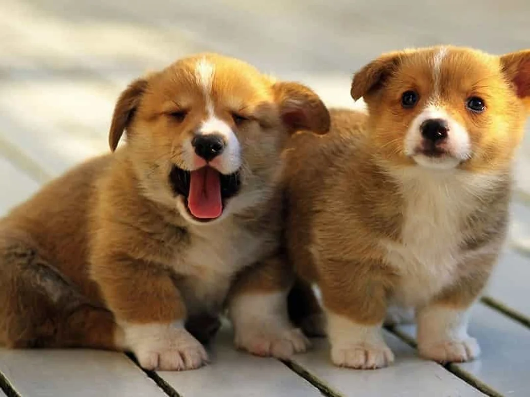 Giá chó Corgi thay đổi theo màu lông và ngoại hình bảng giá chó corgi phụ thuộc màu lông và ngoại hình