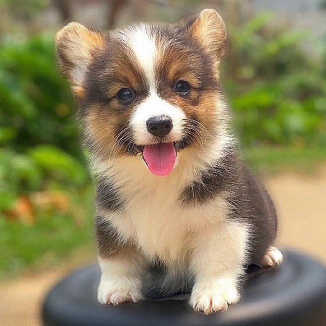 Chi phí chăm sóc ảnh hưởng đến tổng bảng giá chó Corgi bảng giá chó corgi và chi phí chăm sóc sau khi mua