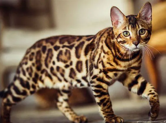 Bengal - Một chú báo thu nhỏ