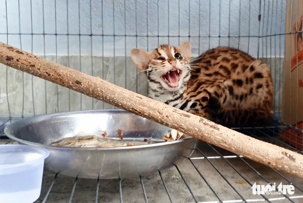 Con mèo rừng Tuấn ra giá bán 1,5 triệu đồng