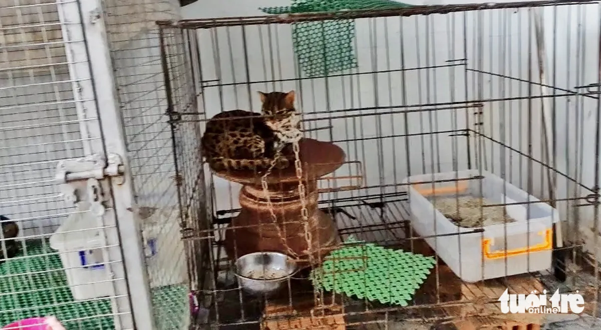Con mèo rừng mà thanh niên tên Trí nuôi nhốt tại một căn nhà ở xã Nhị Bình