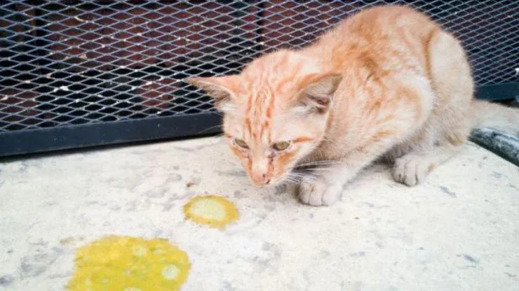 Sử dụng xy-lanh để hỗ trợ mèo con uống nước hoặc dung dịch điện giải khi chúng quá yếu để tự uống