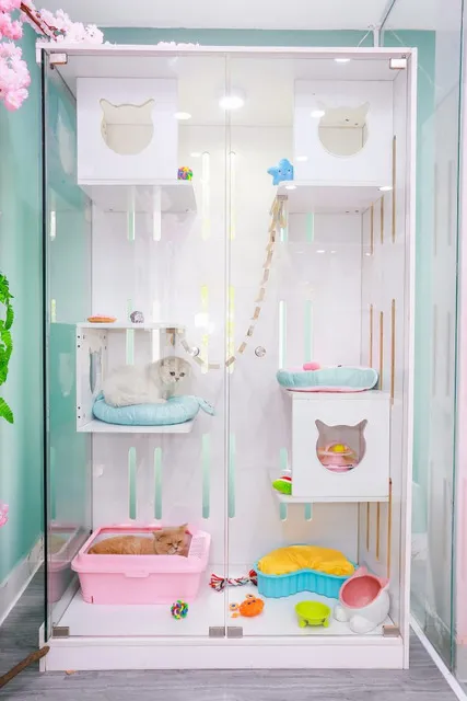 Các bé mèo nằm thư giãn trong phòng của mình