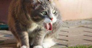 Bệnh Hô Hấp Ở Mèo Và Những Điều Cần Biết