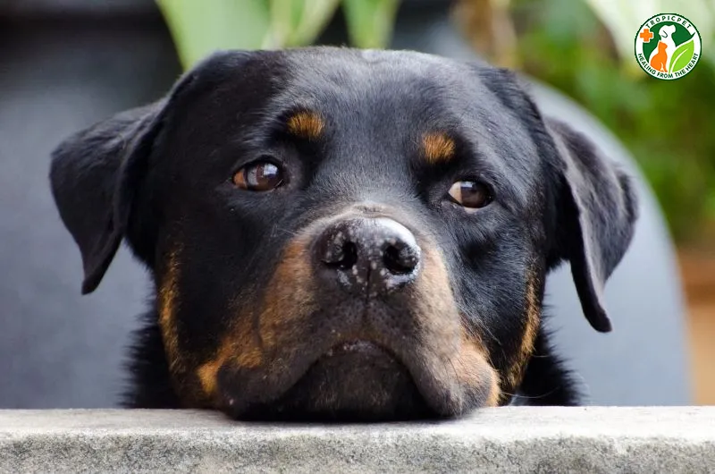 Rottweiler dễ mắc bệnh viêm nhiễm ngoài da
