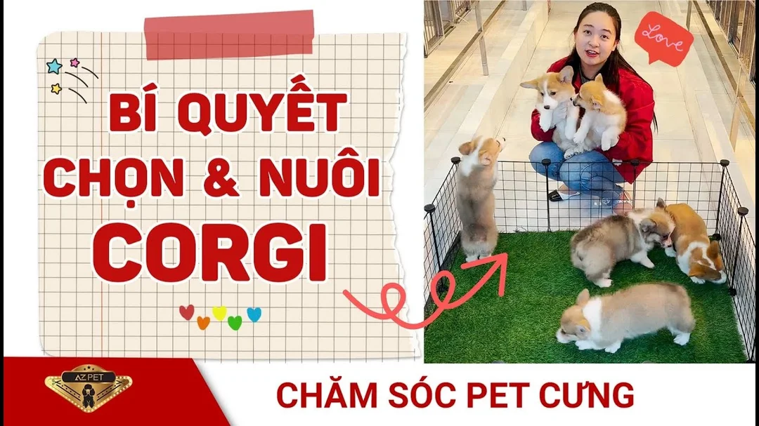 Bí quyết chọn và nuôi Corgi chuẩn khỏe đẹp
