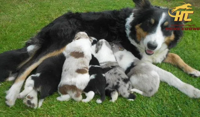 Border Collie con với bộ lông mềm mại, đang trong giai đoạn huấn luyện cơ bản