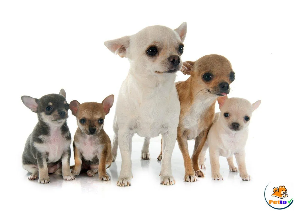 Chihuahua với nhiều kích thước khác nhau