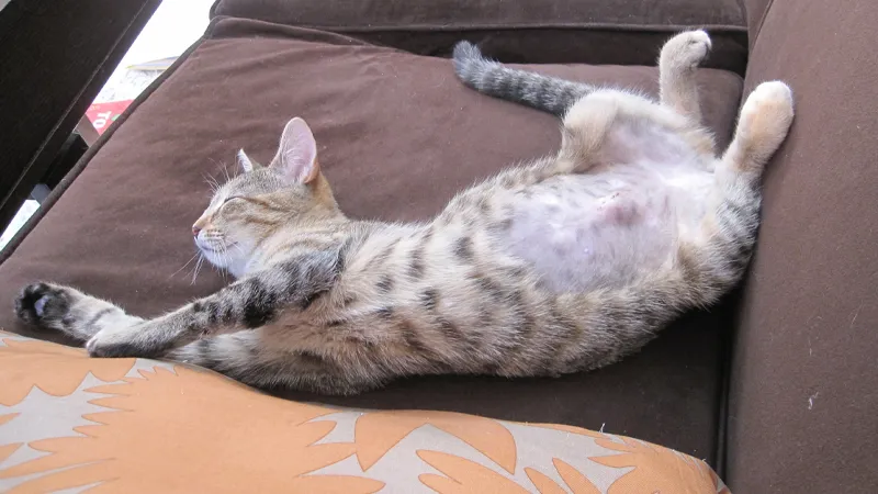 Mèo con bị phình bụng cần được theo dõi cẩn thận