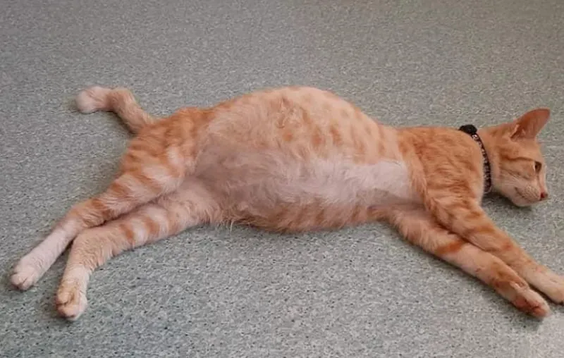 Khối u trong ổ bụng có thể gây phình bụng ở mèo