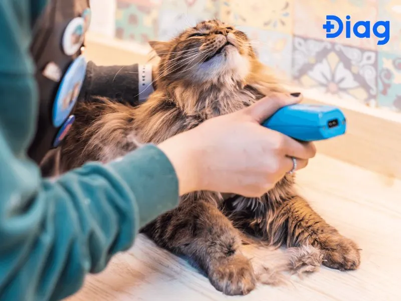 Chăm sóc lông mèo thường xuyên là cách giảm thiểu vi khuẩn và dị nguyên bám dính