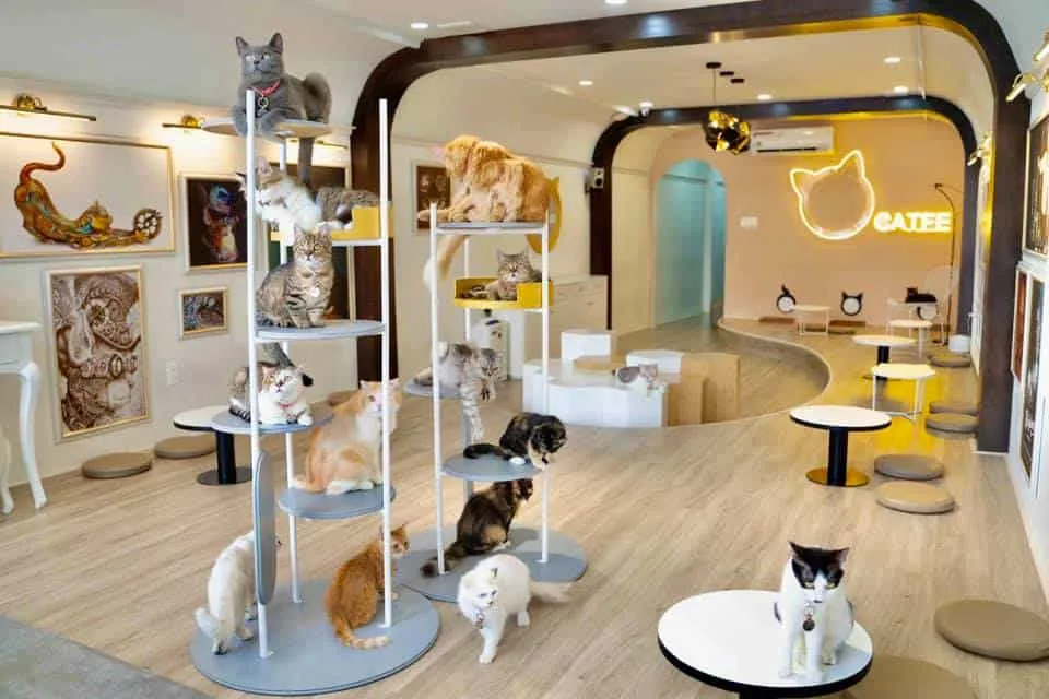 30 chú mèo tại CATFE
