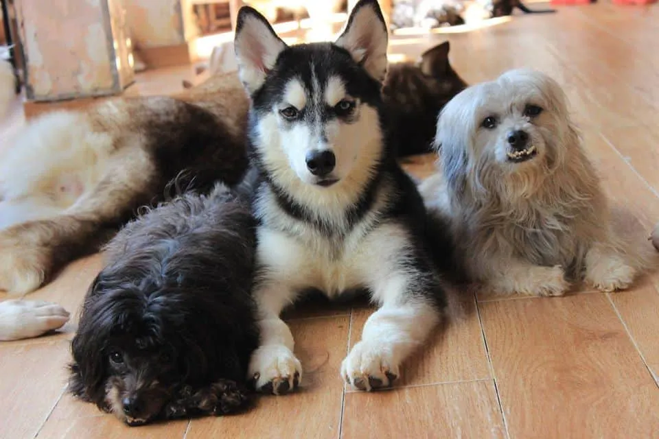 Đàn chó đa dạng tại Hachiko