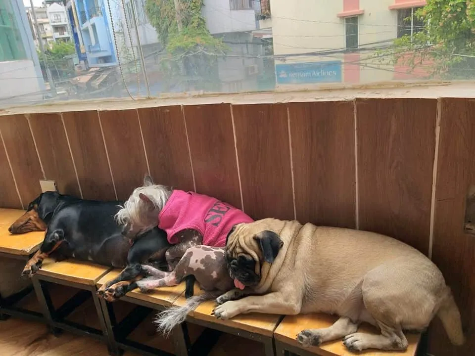 Samoyed tại Hachiko