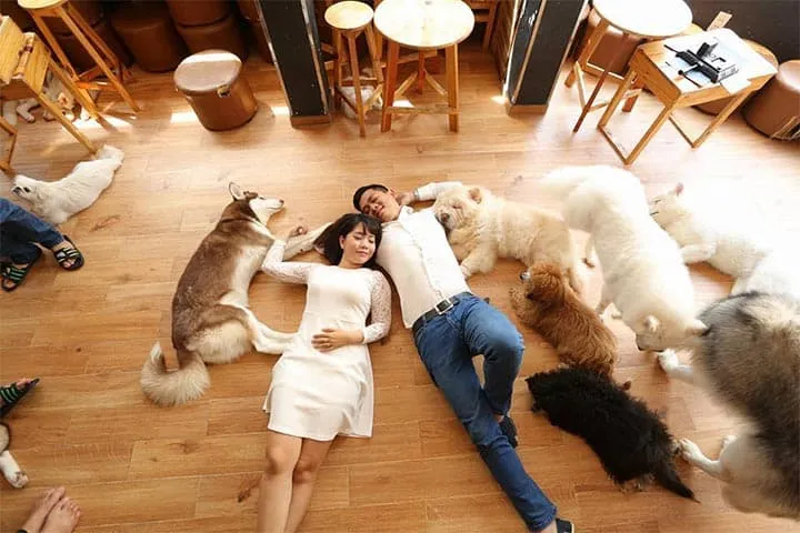 Những chú chó thân thiện tại Hachiko