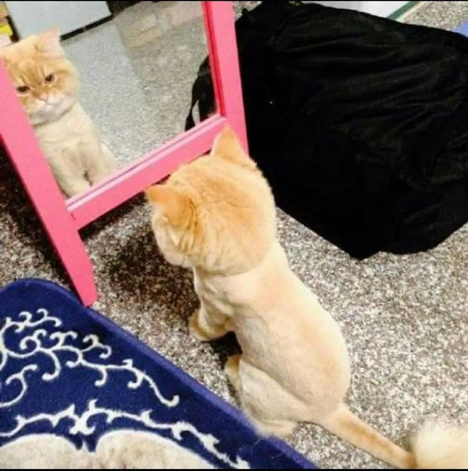 Tải lông mèo để rút ngắn thời gian vệ sinh, tắm rửa