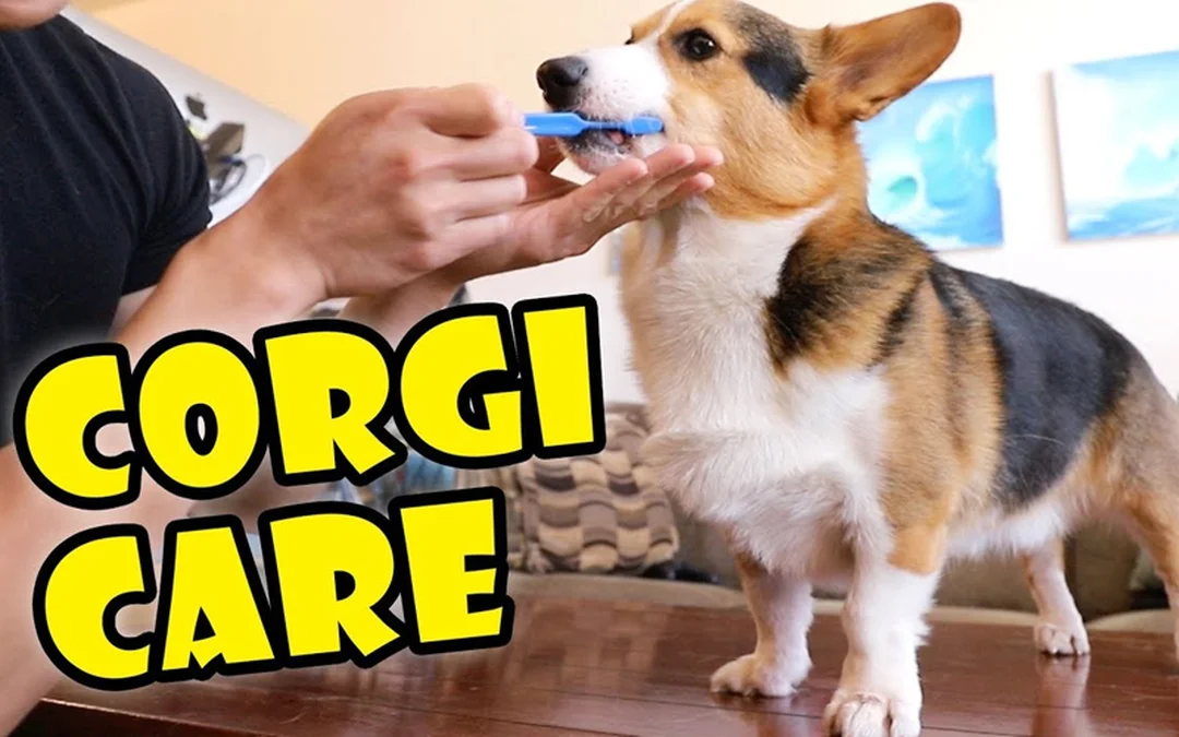 Cách cho chó Corgi ăn đúng