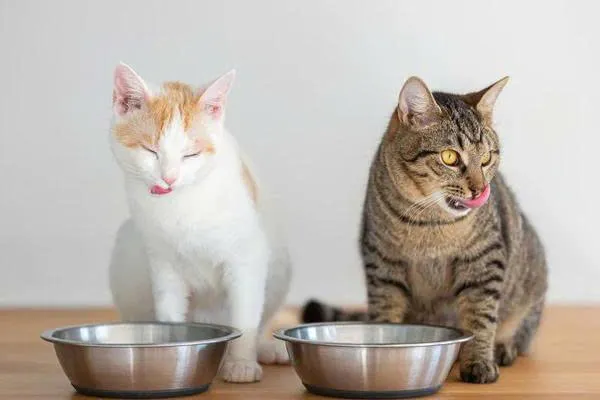 Cách chế biến trứng vịt lộn an toàn giúp mèo hấp thụ tối đa dưỡng chất