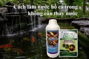 Cách làm sạch bể cá không cần thay nước