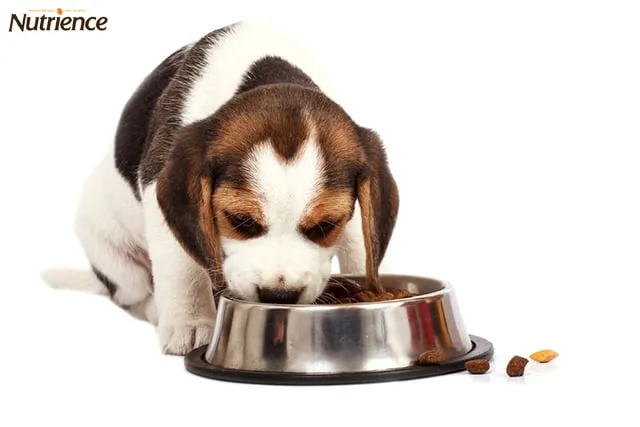 Sử dụng các loại hạt khô chất lượng cao phù hợp cho chó dưới 6 tháng tuổi