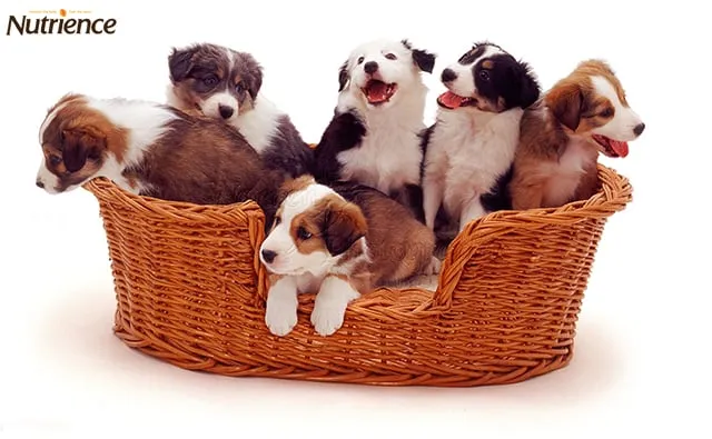 Môi trường sống sạch sẽ giúp chó con hấp thụ thức ăn tốt hơn