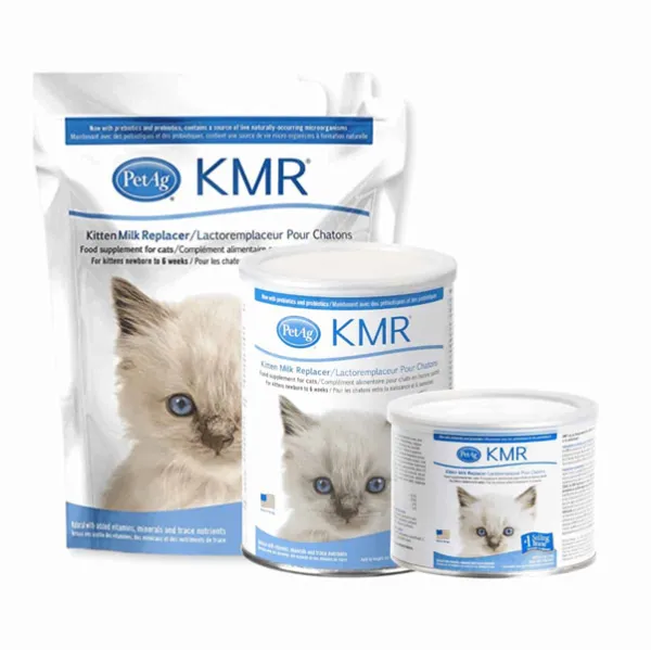 cách chăm mèo con mất mẹ