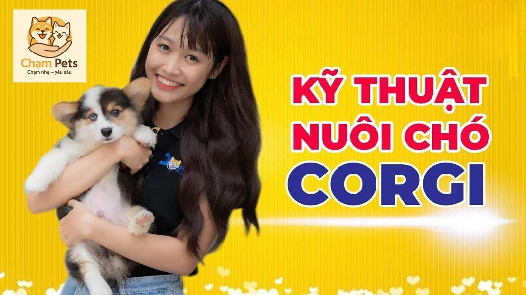 Cách nuôi và chăm sóc chó Corgi con 2 tháng tuổi