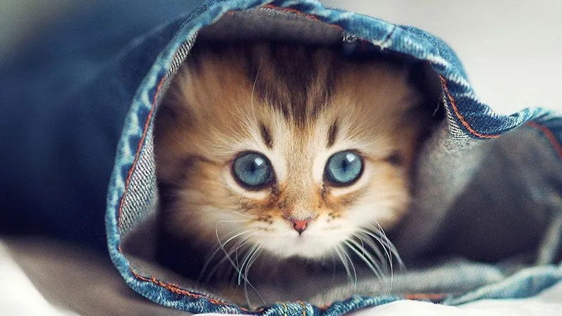 Cách chăm sóc mèo con mới đẻ mất mẹ