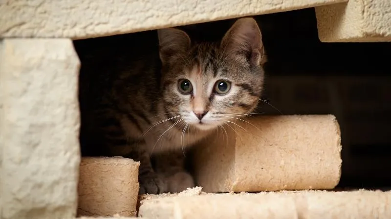 Hình ảnh mèo con dễ thương, đáng yêu