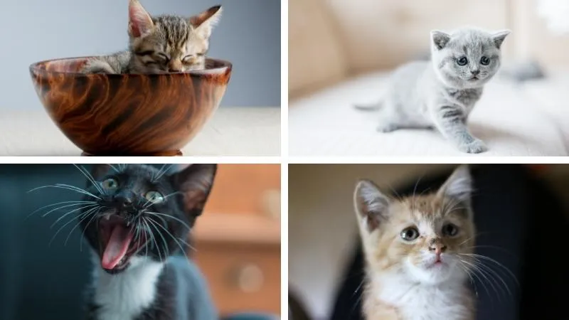 Hình ảnh mèo con dễ thương, đáng yêu