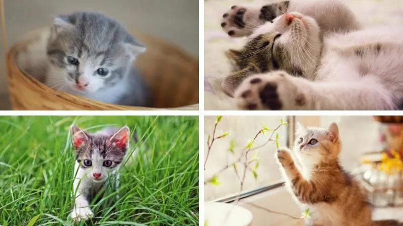 Hình ảnh mèo con dễ thương, đáng yêu