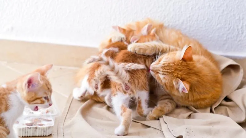 Tập cho mèo con đi vệ sinh