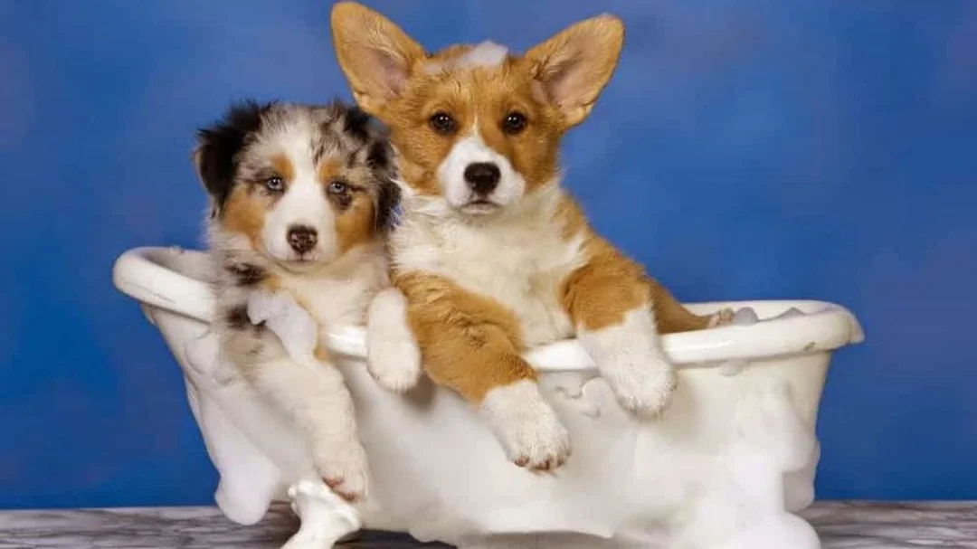 cách tắm cho chó corgi với bước chuẩn bị dụng cụ