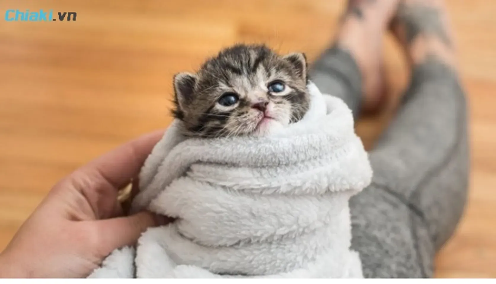 Cận cảnh quy trình tắm cho mèo con 1 tháng tuổi với sự hỗ trợ của nước ấm