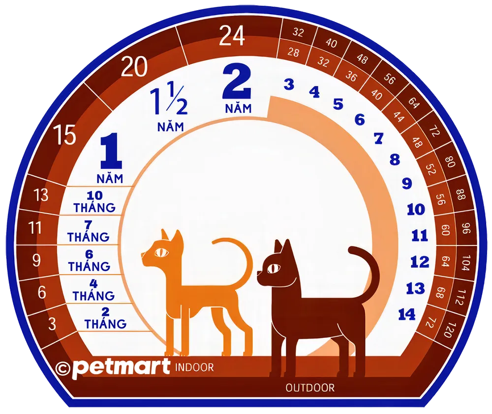 Bảng chuyển đổi tuổi mèo sang người