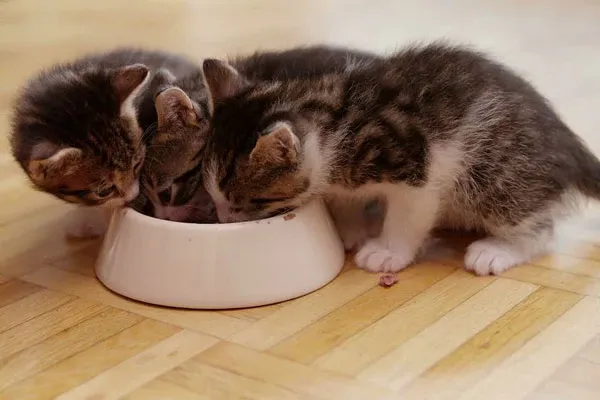 Kích thích đại tiểu tiện cho mèo con bằng bông ẩm theo chuyển động nhẹ nhàng