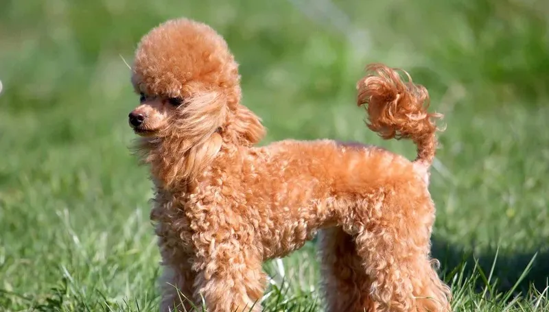 Poodle