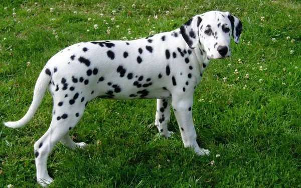 Dalmatian với bộ lông trắng đốm đen đặc trưng