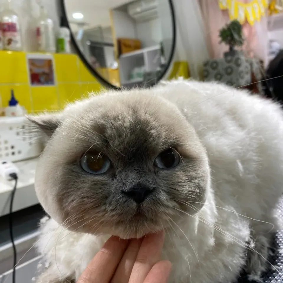 Cạo lông mèo để mang tới diện mạo mới vui vẻ hơn cho thú cưng