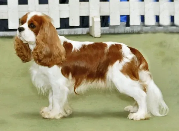 ChÃ³-Cavalier-king-charles-spaniel