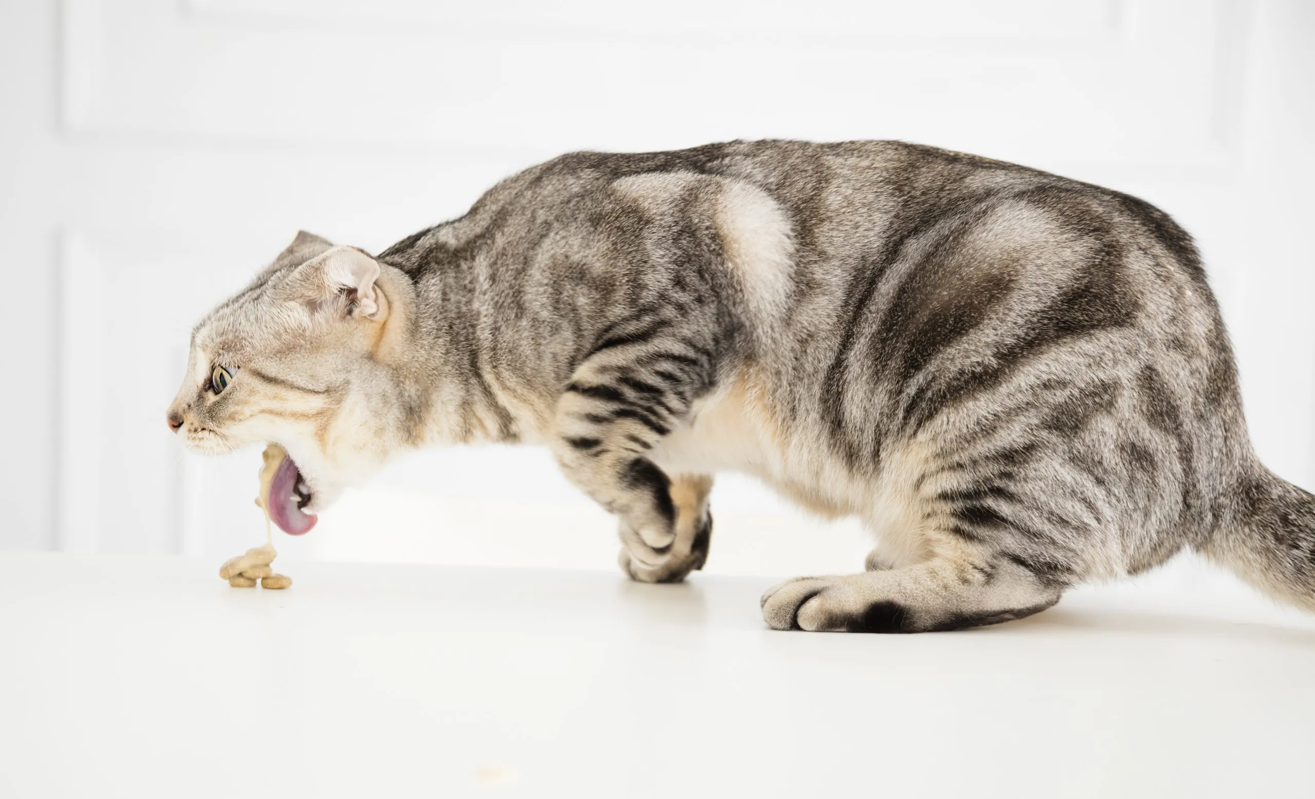 sick cat vomiting the food - Oakland Veterinary Referral Services | Oakland Veterinary Referral Services
