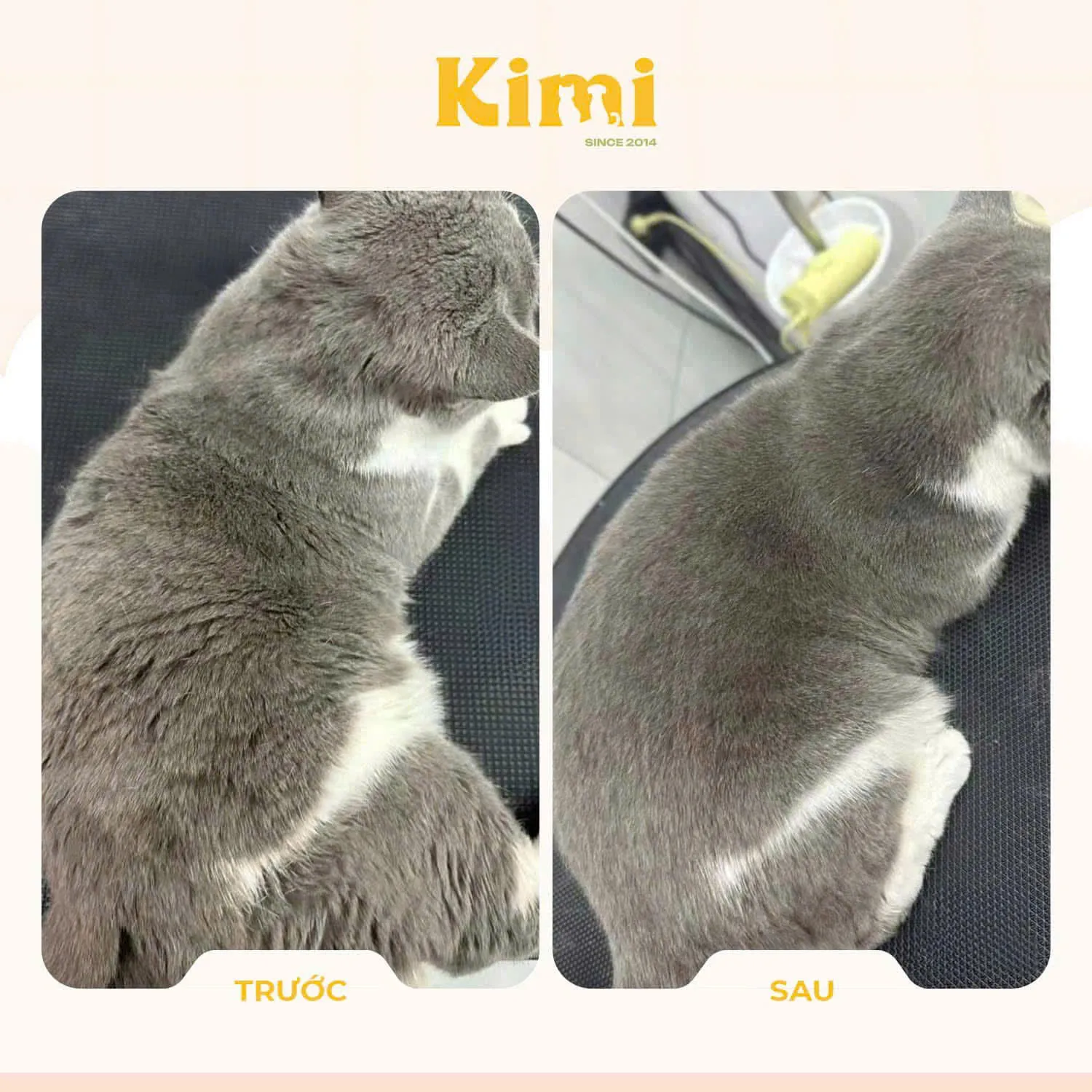 Kết quả grooming chuyên nghiệp cho mèo lông dài